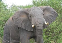 Nigeria’s Dwindling Elephant Population Sparks Urgent Conservation Call