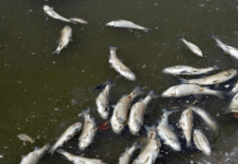 Concerns rising over dead fish along Niger Delta coastlines