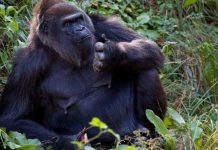 World’s oldest male gorilla, Ozzie, dies at 61 at Zoo Atlanta