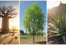 African Plants That Can Store Water, Cure Illness, and Survive Anything