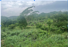 Nigeria’s last elephants wrestle for survival in forgotten reserve as Omo Forest suffers neglect An aerial view of Omo Forest, Ogun State