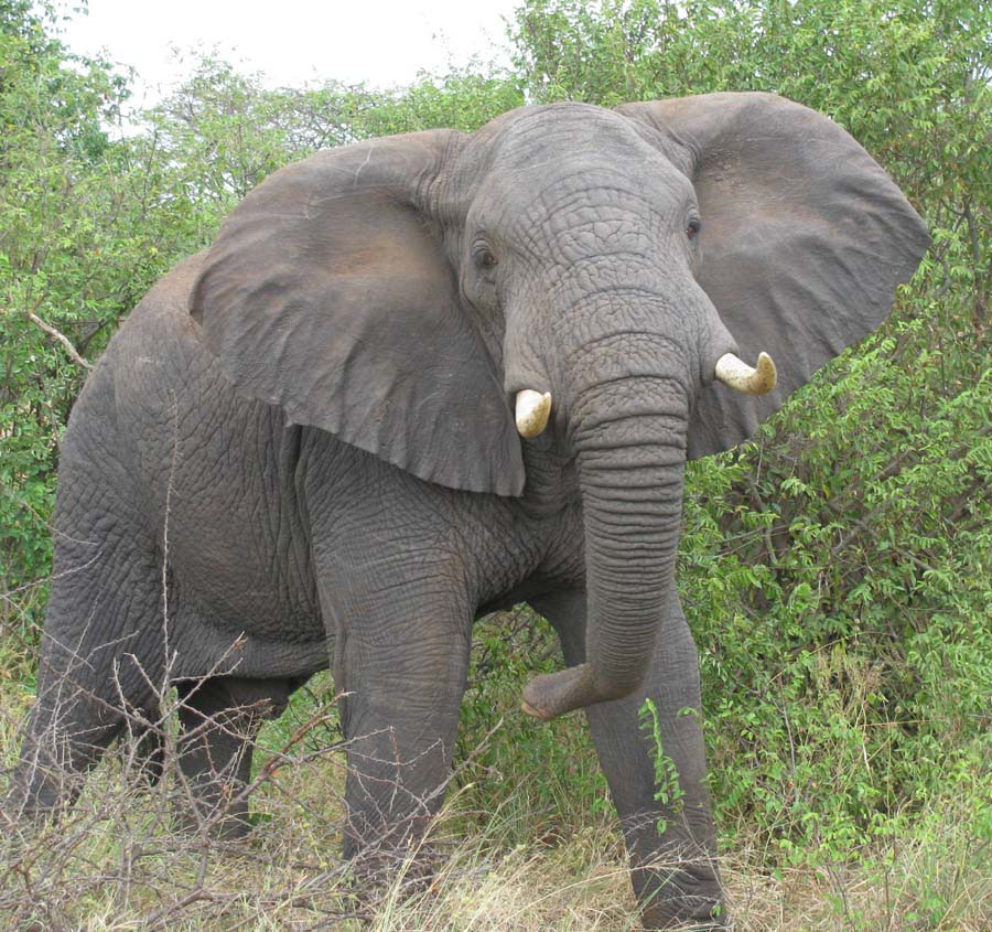 Ogun elephant video: No one was injured, says expert