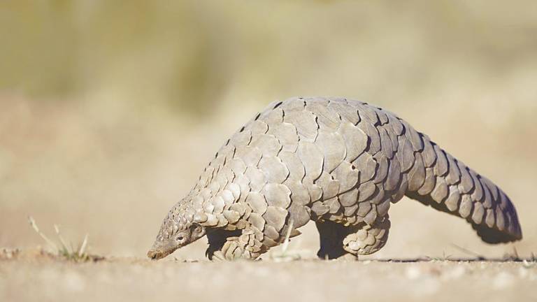 Pangolins found to carry related strain of Coronavirus