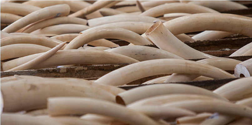 Man gets 9-year jail term over illegal possession of elephant tusk