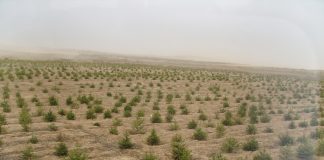 tree planting in inner Mongolia
