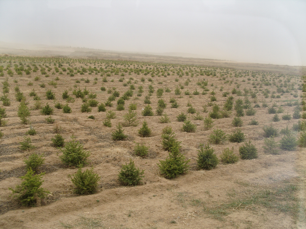 tree planting in inner Mongolia