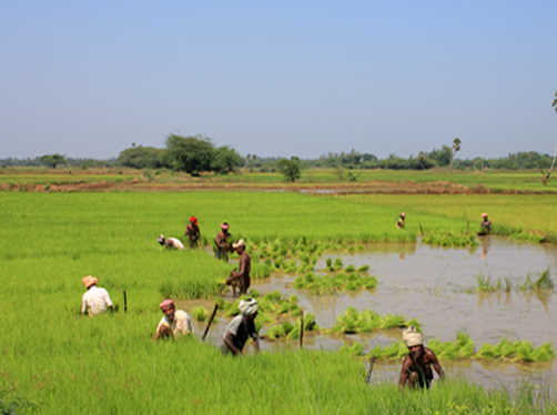 rice field