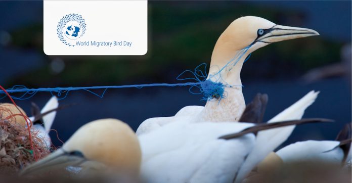 wmbd_2019_social_media_pack_gannet_entangled_wc