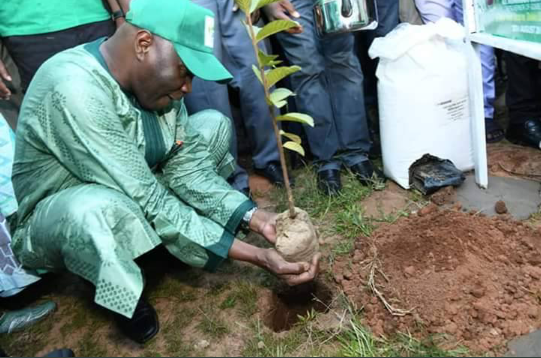 Gombe tackles desertification with 3G tree planting initiative
