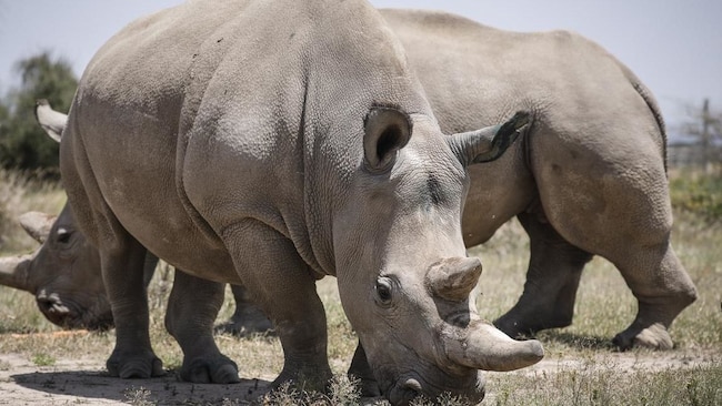 Kenyan vets harvest 10 northern white rhino eggs in desperate conservation move