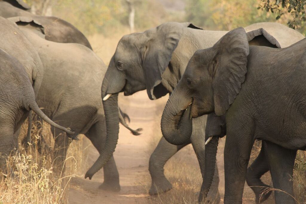 WCS celebrates four years of zero elephant poaching in Yankari