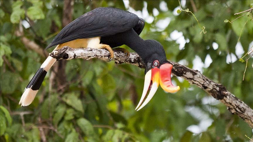 SAD! Endangered bird trade flourish on Thailand Facebook group