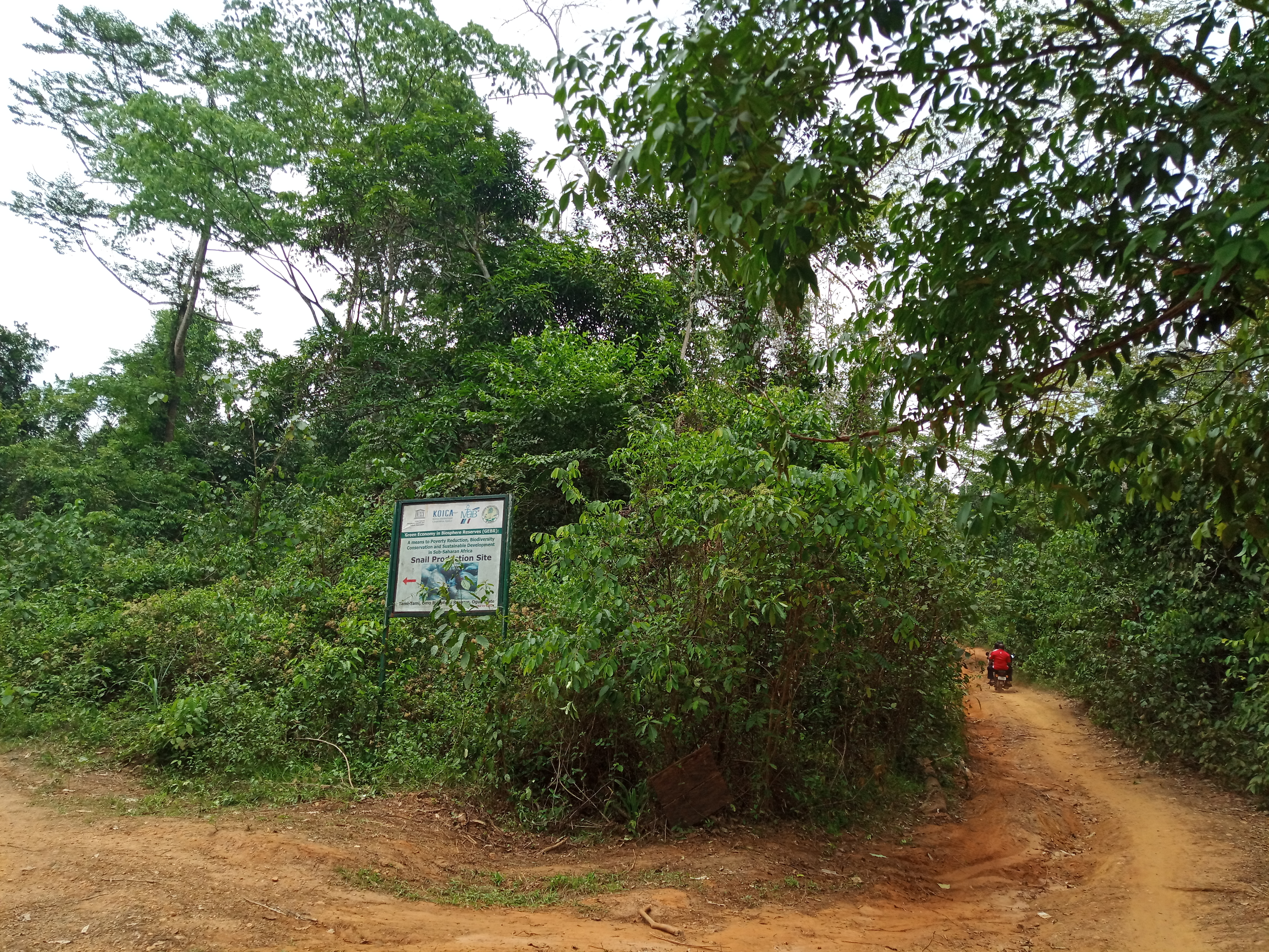 REDD+ programme gets Ogun, Edo, Plateau as new additions