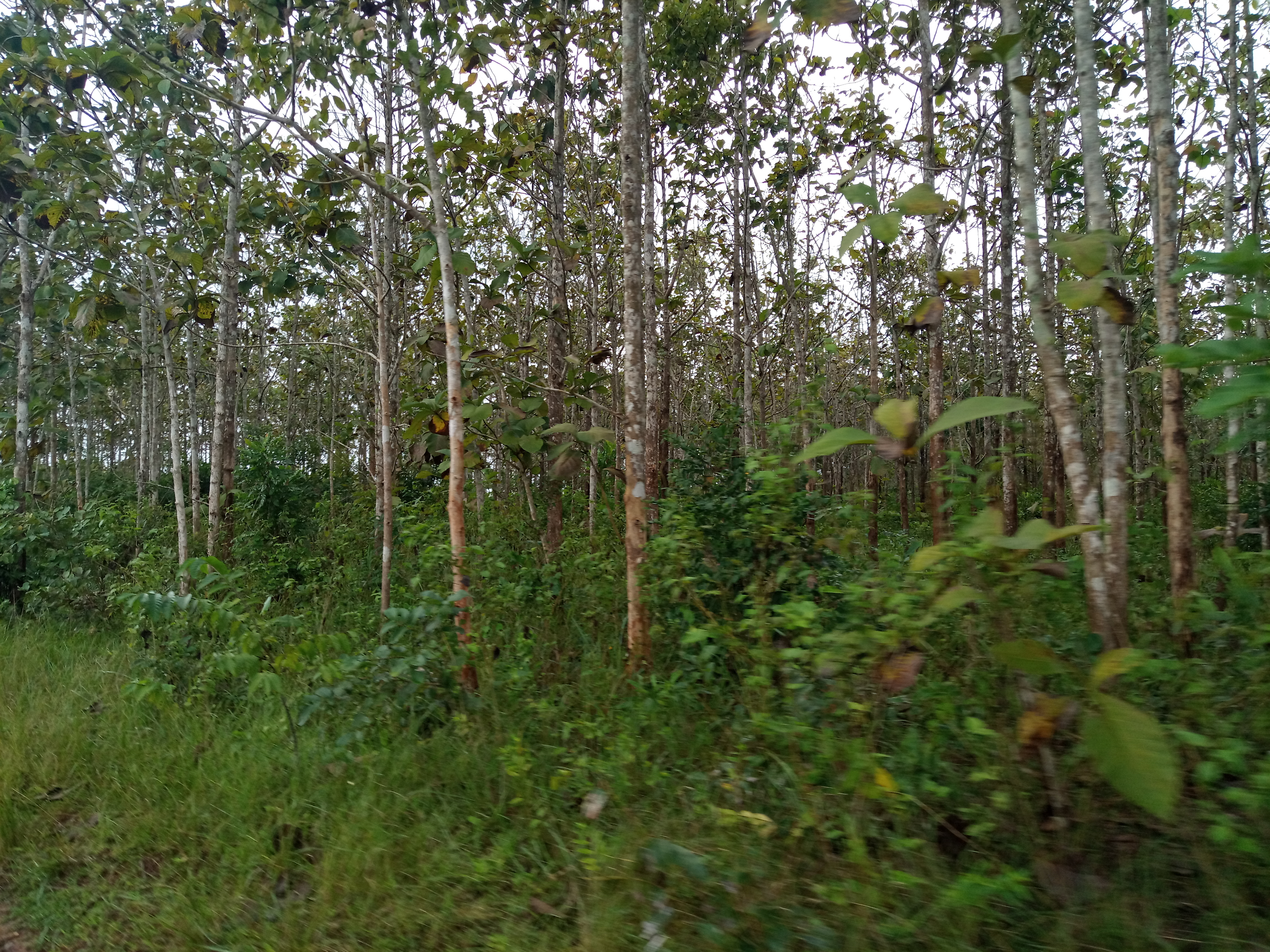 Ogun halts activities in forest reserves
