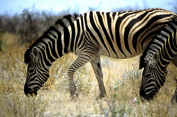 Namibia convicts 41 for wildlife crimes in three months