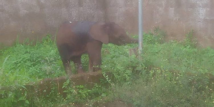 How baby elephant strayed, died in Okomu