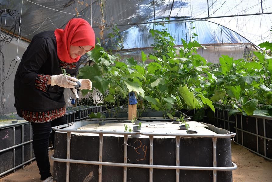 Palestinian engineer pioneers hydroponics farm in northern Gaza Strip