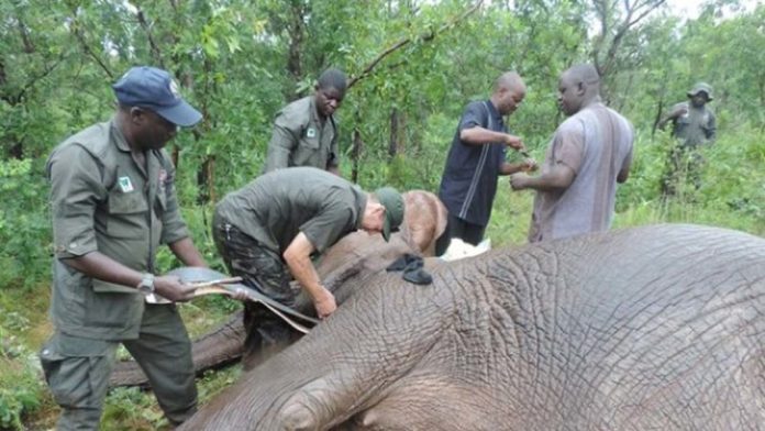 WCS-Elephants-1062x598