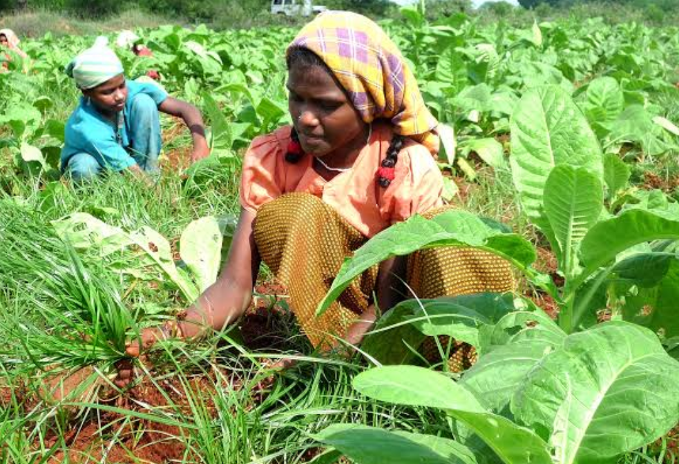 BAT refutes Malawi child labour accusation