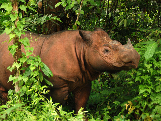 Sumatran rhino now extinct in Malaysia