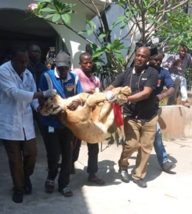 ‘Security’ lion removed from Lagos house opposite crèche