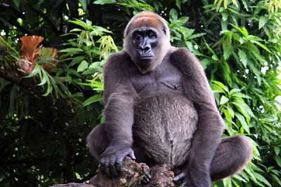 Cross River gorilla conservation gets support from US