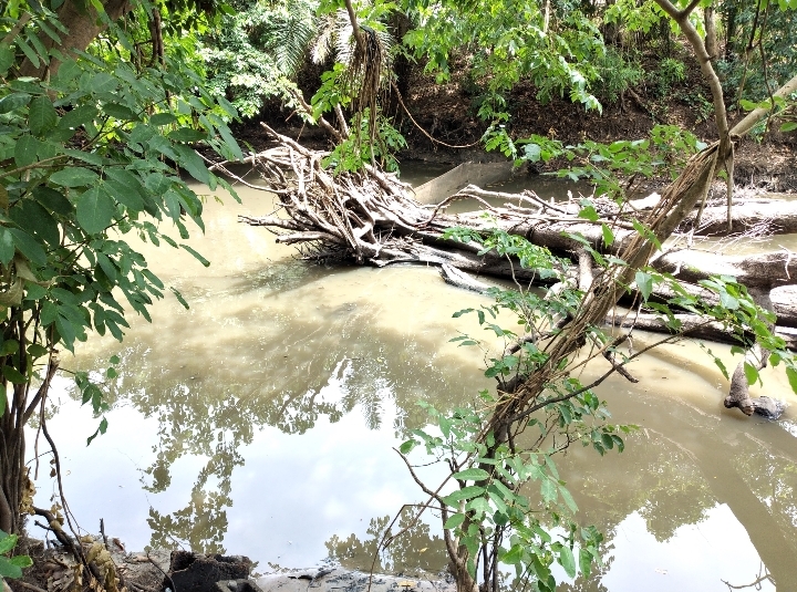 Expert calls for more conservation effort on International Day of Forests