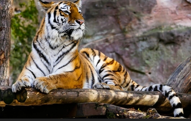 Covid19: Tiger tests positive in US zoo