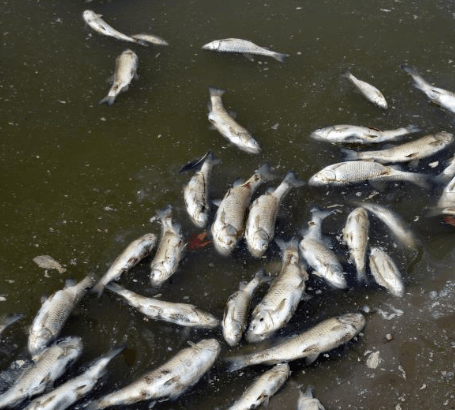 Concerns rising over dead fish along Niger Delta coastlines