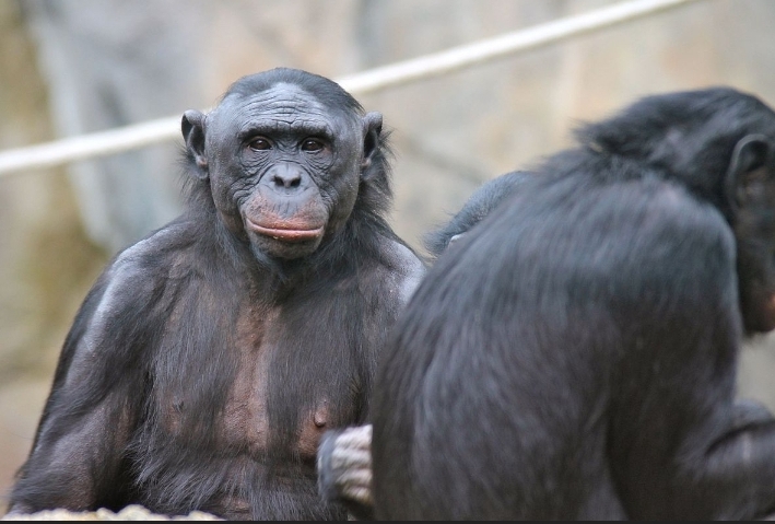 Covid19: Experts call for greater protection of great apes