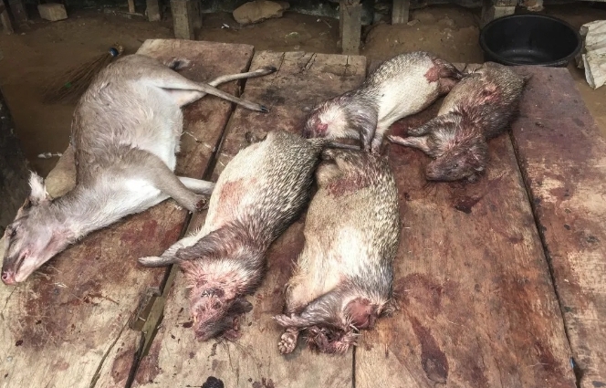 Collaboration by tech giants, regulators, conservationists vital to intercepting online wildlife trade