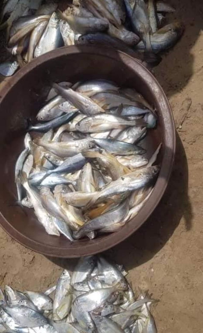 Heavy metal responsible for mass fish death in Niger Delta