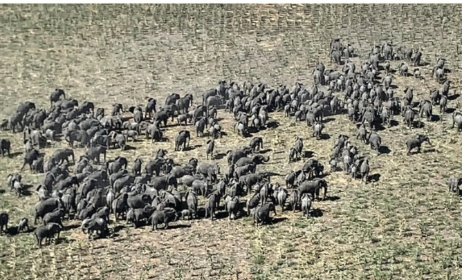 Boko Haram kills three elephants in Nigeria – Cameroon border community