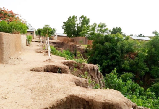 How Gombe combats erosion, ecological problems through tree planting