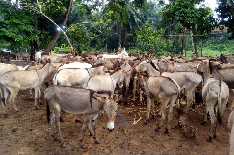 Donkey population rapidly collapsing in Nigeria – NAQS
