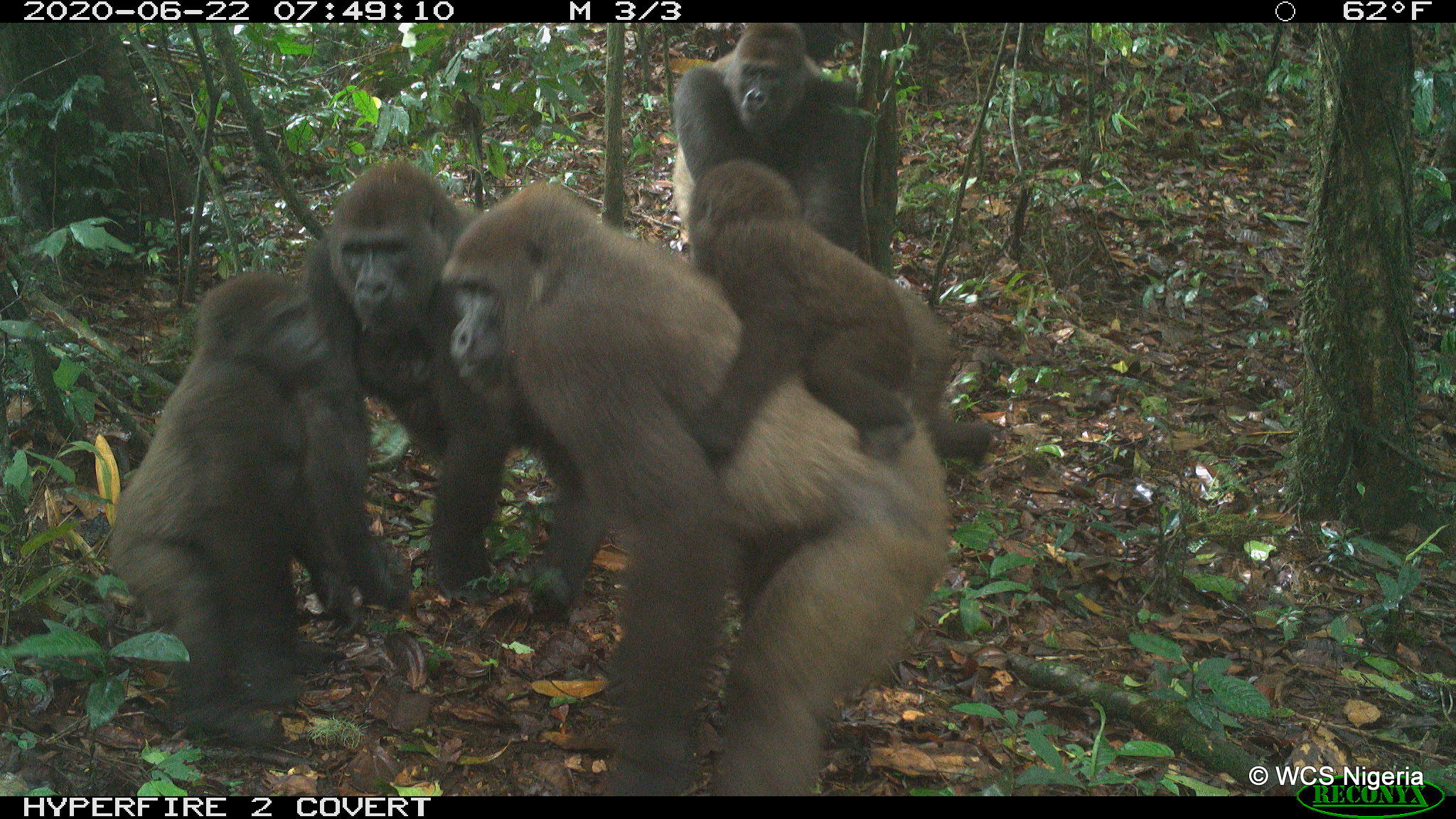 Rare photos of Cross River gorillas inspire hope
