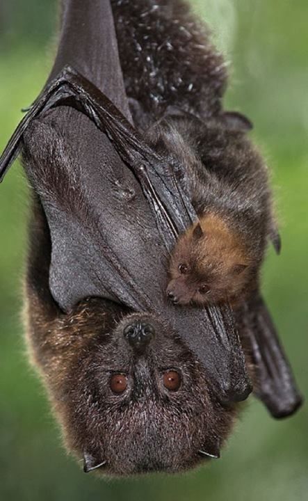Covid19: Virus circulating in bats for 40 years