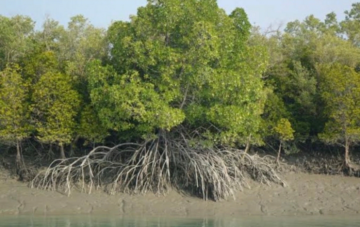 International Day for Mangrove Ecosystem Conservation: Nigeria mauls restoration project
