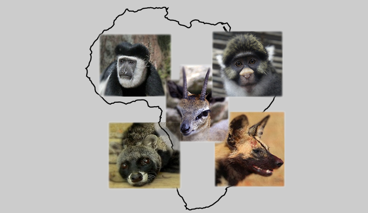 Five Species Found only in Africa