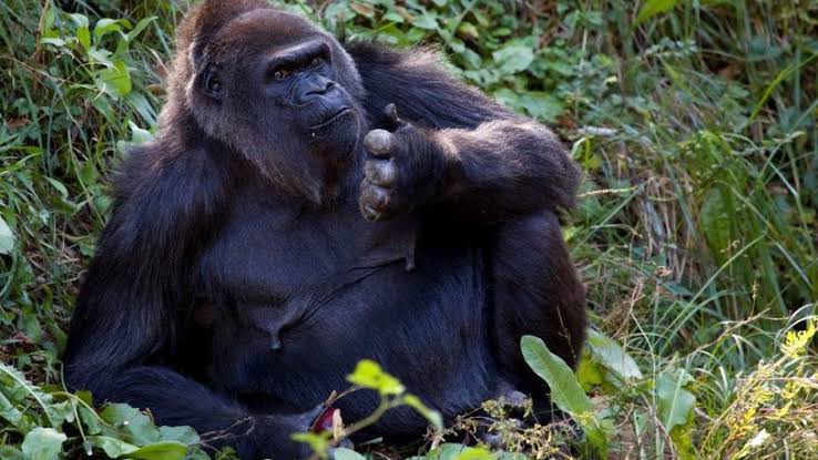 World’s oldest male gorilla, Ozzie, dies at 61 at Zoo Atlanta