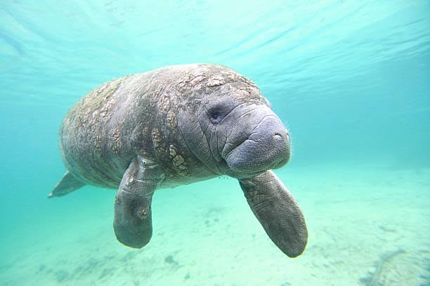 Threats to the continued existence of the African Manatee on the rise