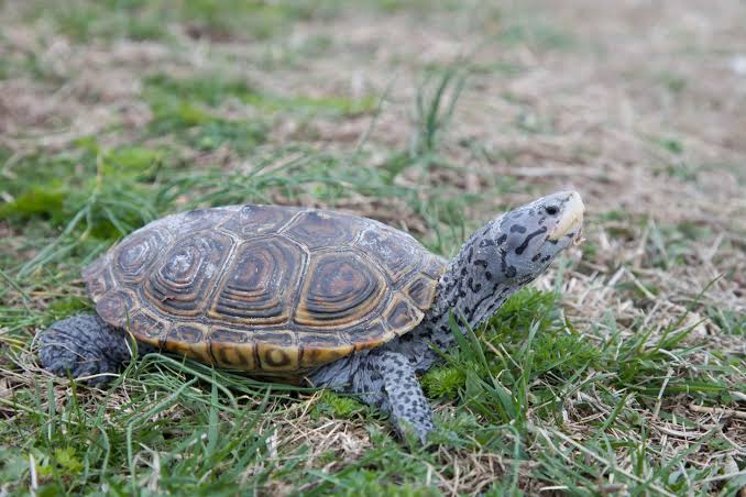 Nigeria’s conservation centre in Uyo provides a new home to rescued turtles