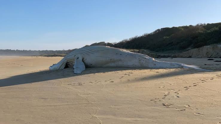 Could Migaloo the rare world-famous humpback whale be dead?