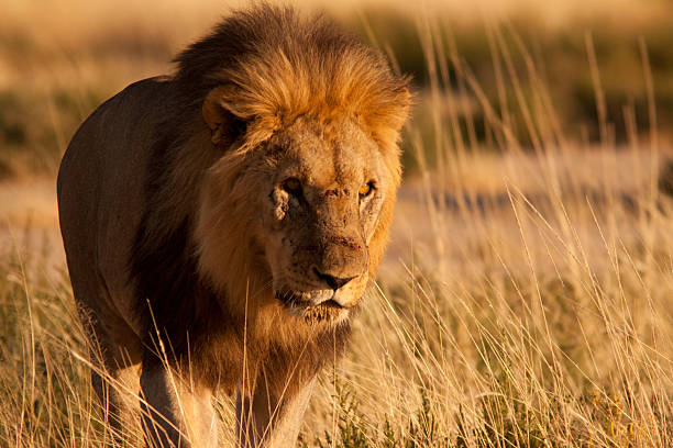 Five fun facts about lions you need to know