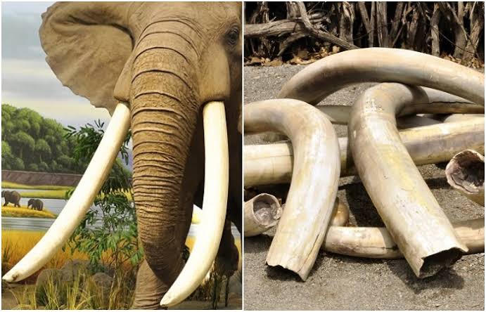 Ugandan man nabbed with elephant ivory gets life sentence