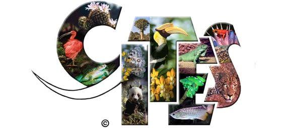 The vital role of CITES in curtailing wildlife trafficking