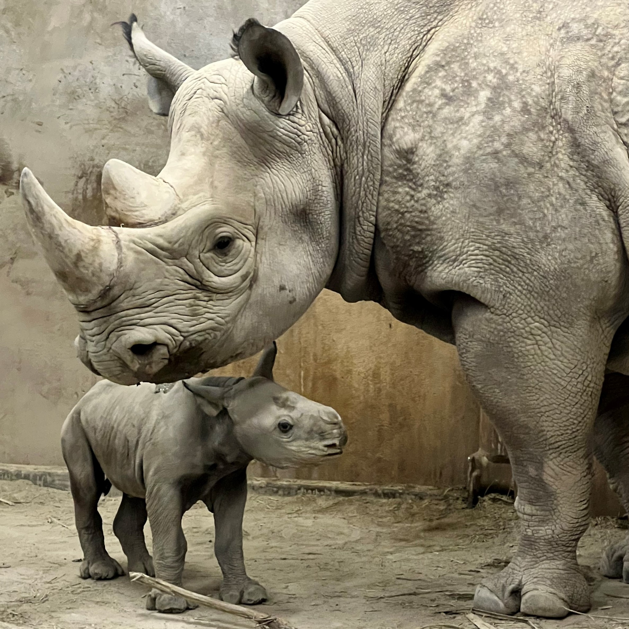 Critically endangered rhinoceros gives birth at Kansas City Zoo  