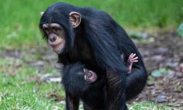 Hope restored as critically endangered chimpanzee gives birth in Chester Zoo    