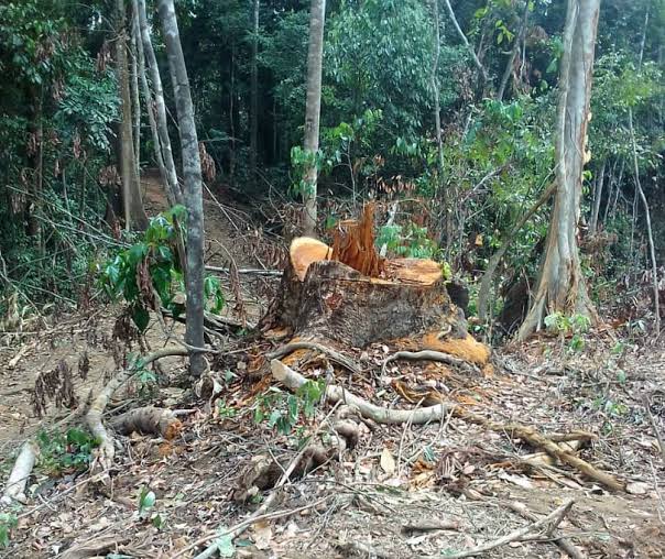 Ekuri community demands 500 million naira compensation for illegal logging