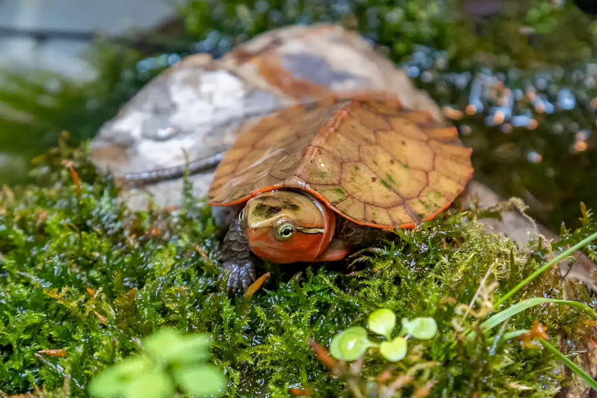 Baby big-headed turtle finds a new home in newquay zoo